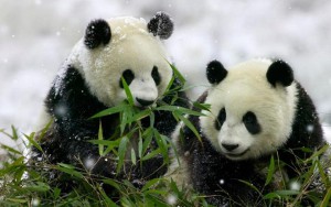 Welke soorten bamboe eet de panda?