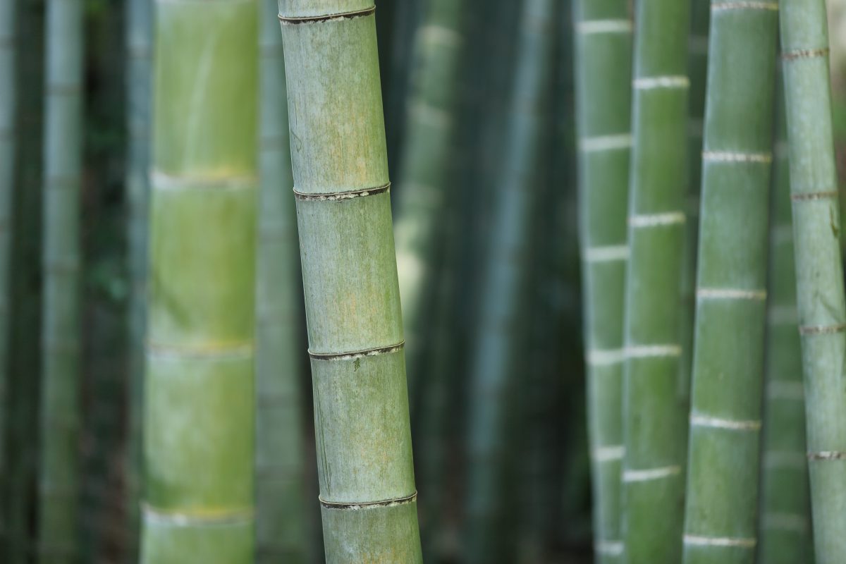 productie bamboe teelt